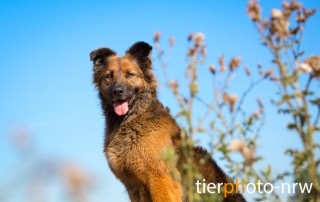 Hunde Fotografie