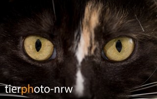 Katzen Fotoshooting