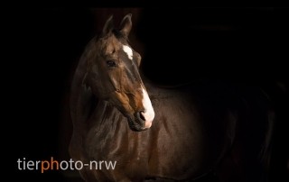 Tierfotografie Pferde