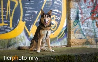 Tierphoto Hundefoto