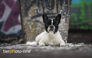 Hundefoto Shooting