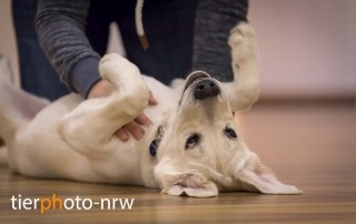 Therapiehund Fotograf