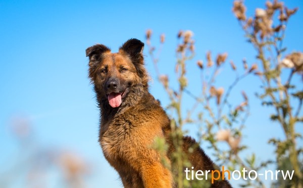 Fotoshooting Hund Tierfotograf NRWMünster